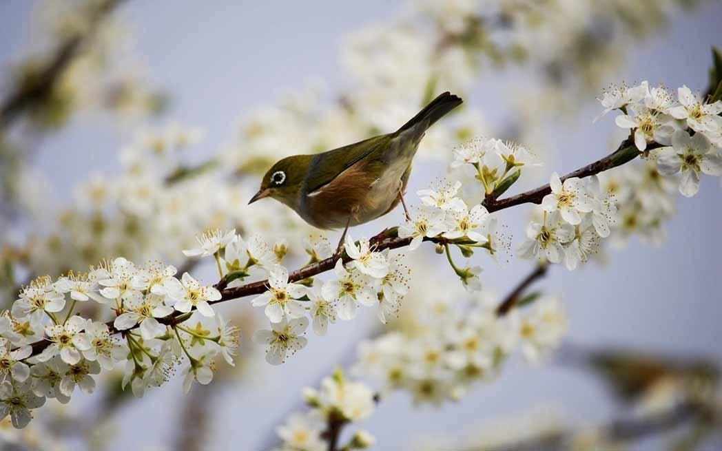 Bird on bloom – WestmountMag.ca