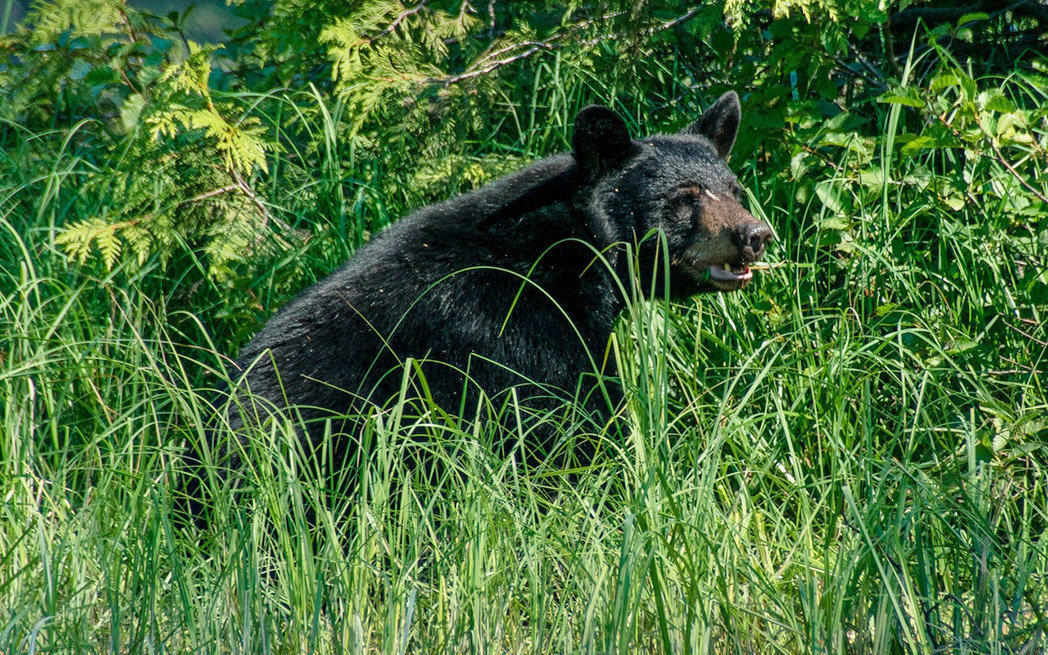 black bear in meadow