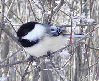 Black capped Chickadee