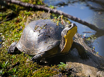 Blanding’s turtle