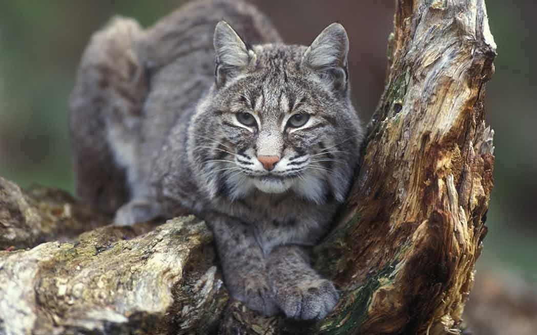 Bobcat - WestmountMag.ca