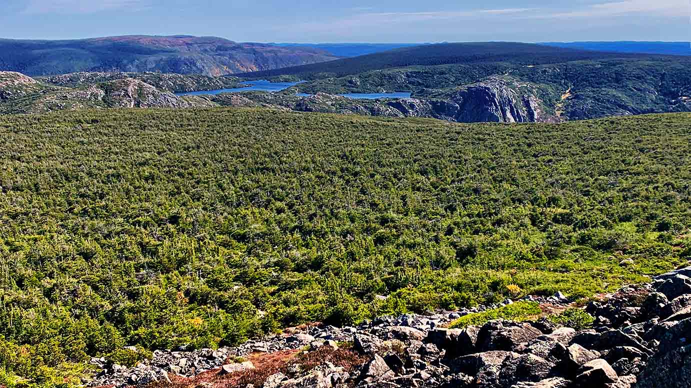 beauty of the boreal forest 