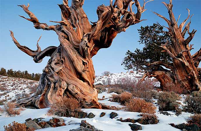 Bristlecone Pine Forest