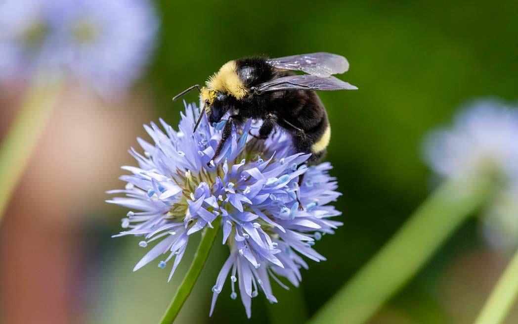 bumble bee - WestmountMag.ca