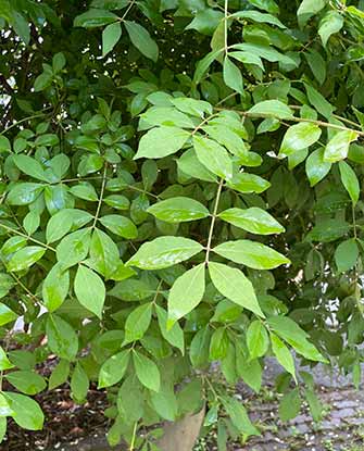 Burning Bush leaves in Summer