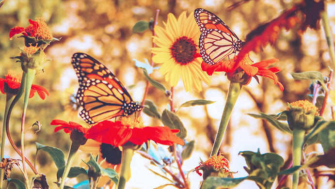 butterflies and flowers