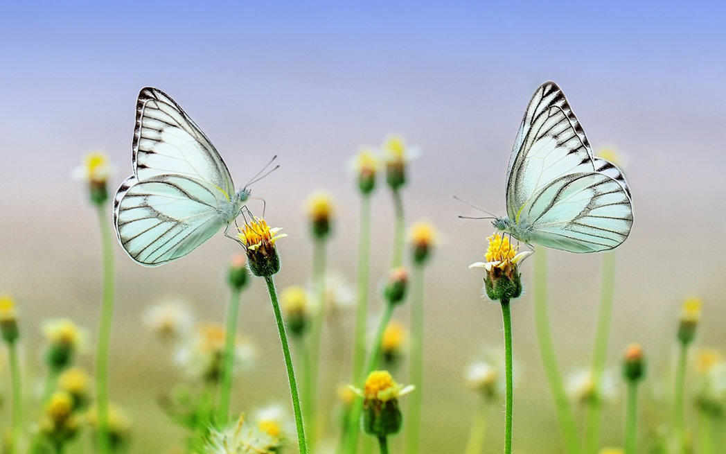Butterflies
