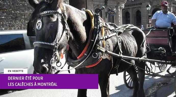 Dernier été pour les calèches à Montréal – WestmountMag.ca