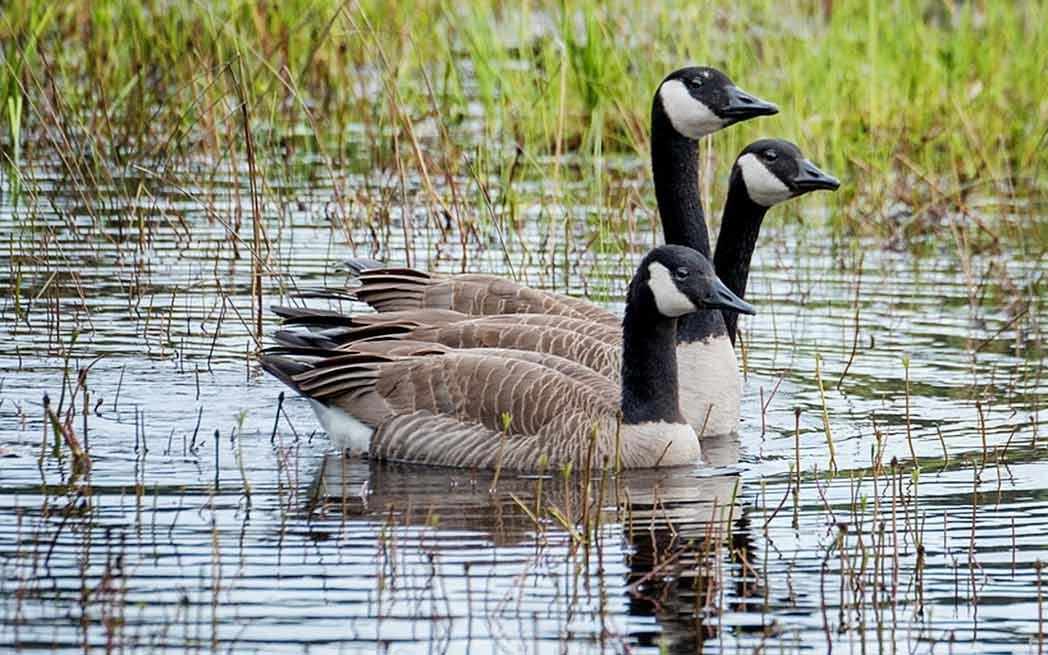 Canada Geese - WestmountMag.ca