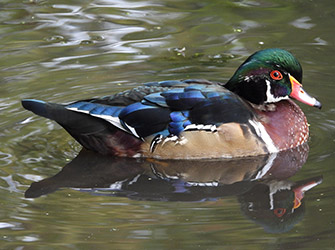 Wood duck