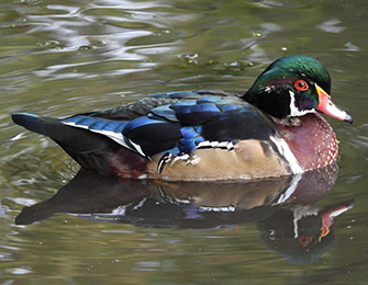Wood Duck