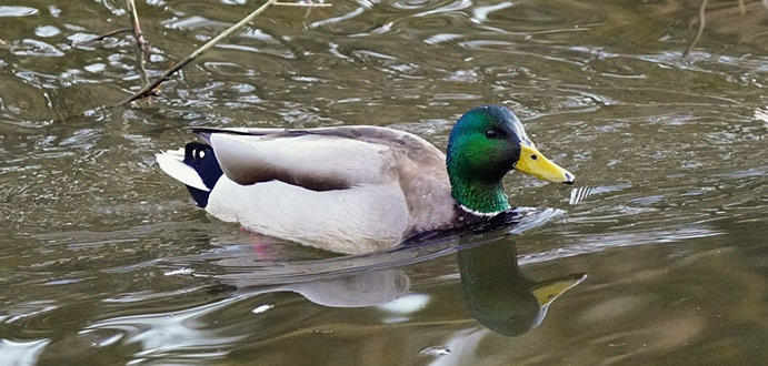 Canard colvert