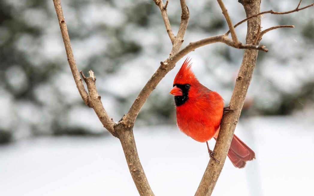 cardinal in winter