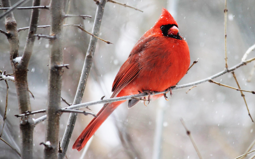 cardinal in winter