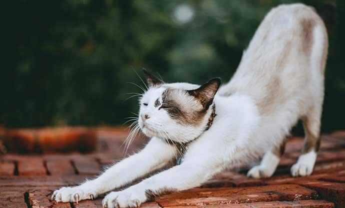 cat stretching - WestmountMag.ca