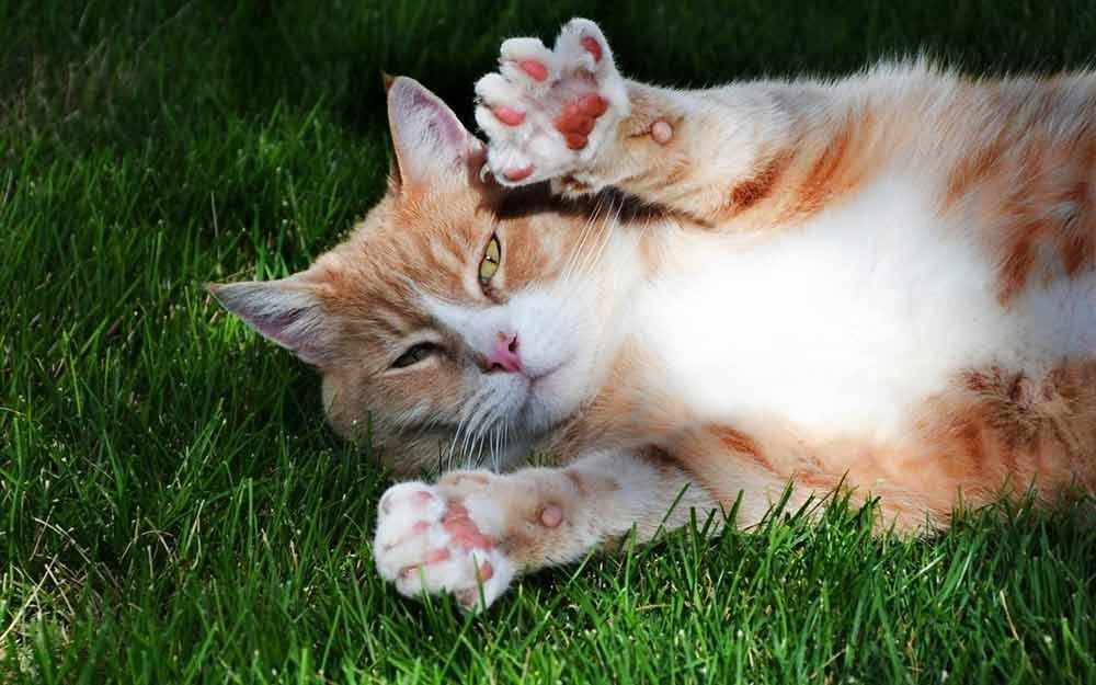 cat declawing - WestmountMag.ca