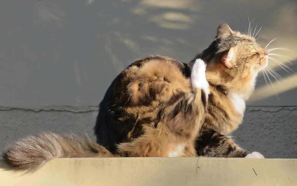 parasite prevention cat scratching - WestmountMag.ca