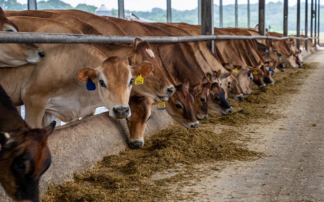 cattle in feedlot