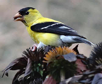 Chardonneret jaune / American Goldfinch