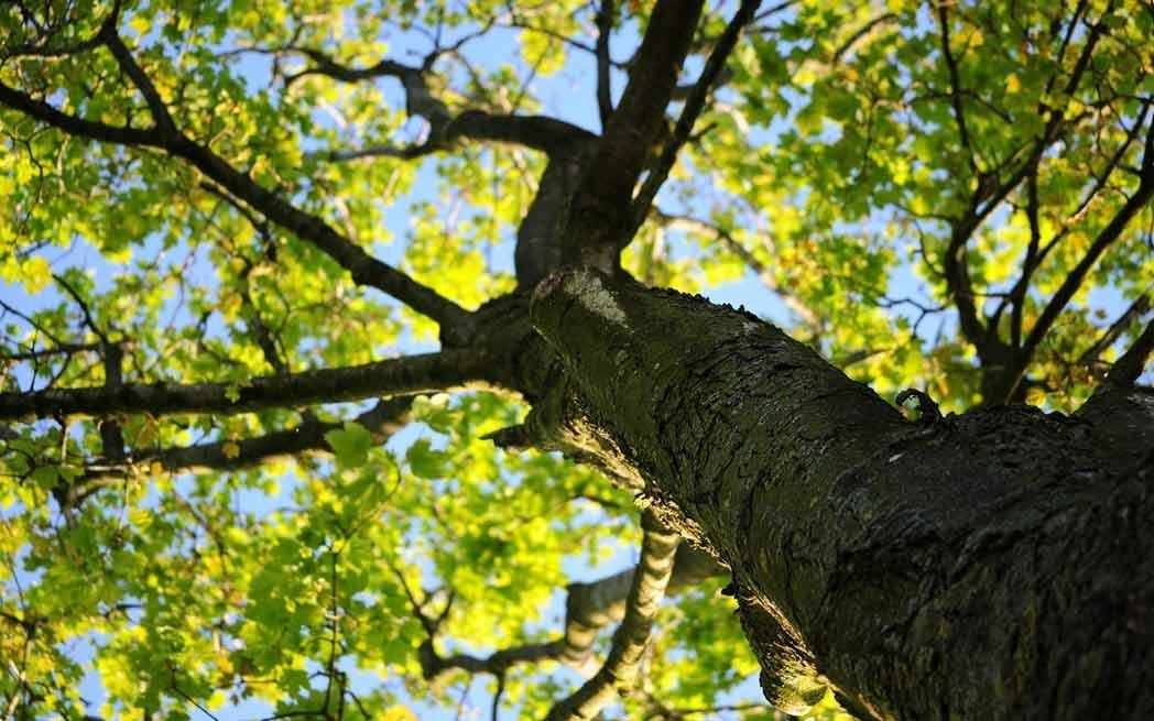 City tree – WestmountMag.ca