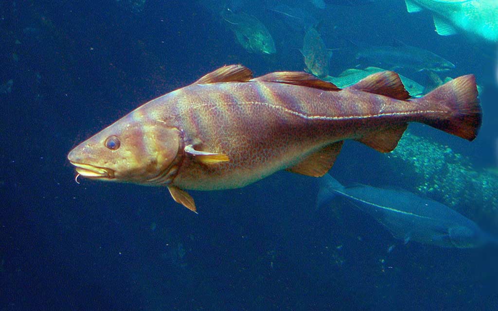 Cod fish
