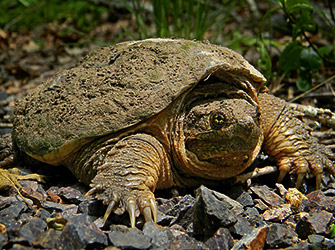 Common snapping turtle