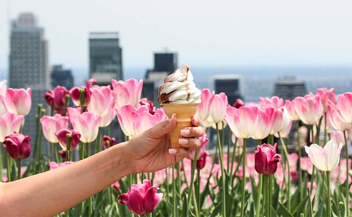Parc du mont Royal - Les Amis de la montagne