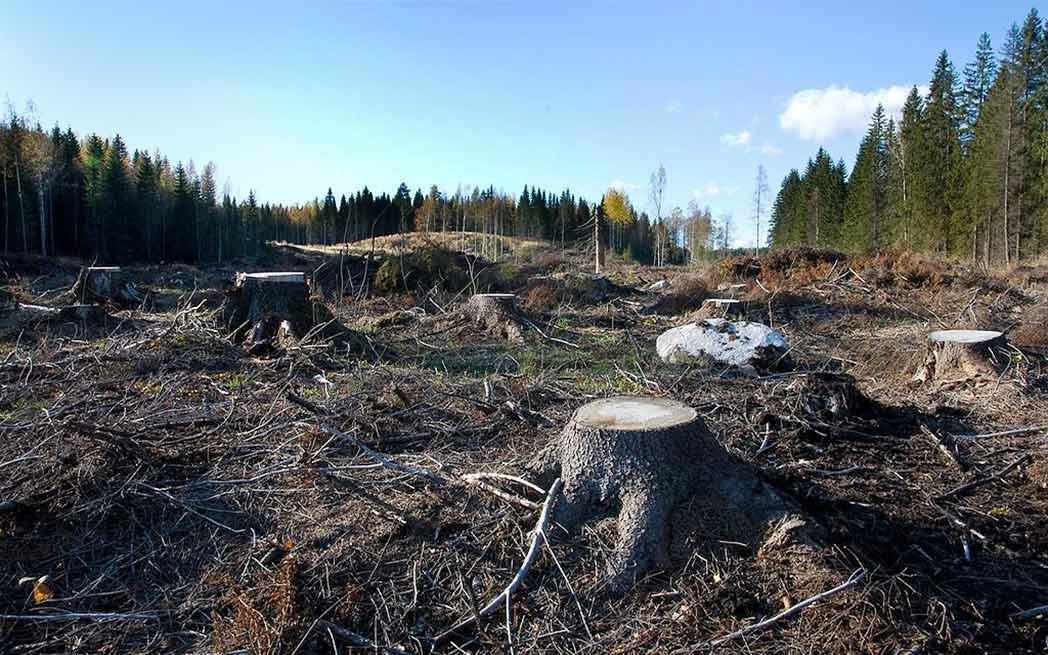 Coupe à blanc / Clearcutting – Westmountmag.ca