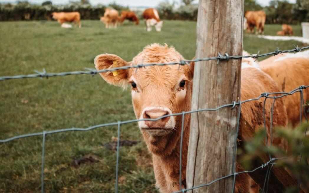 cows grazing