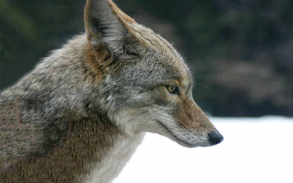 coyote