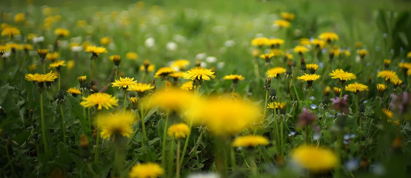 Field of dandelions
