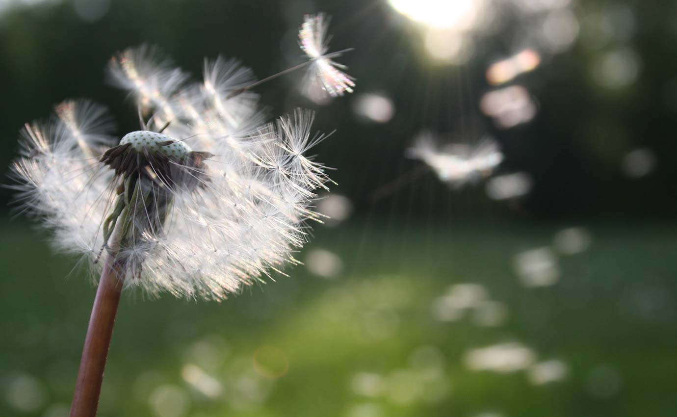 Dandelion seeds in flight
