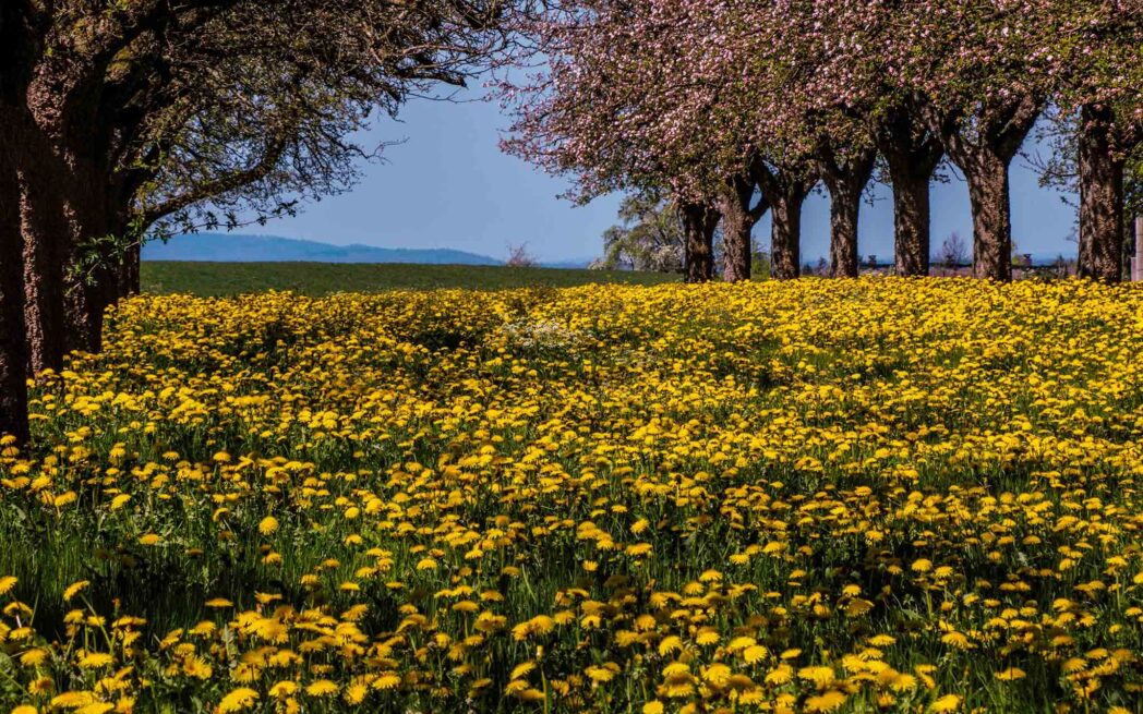 Field of dandelions