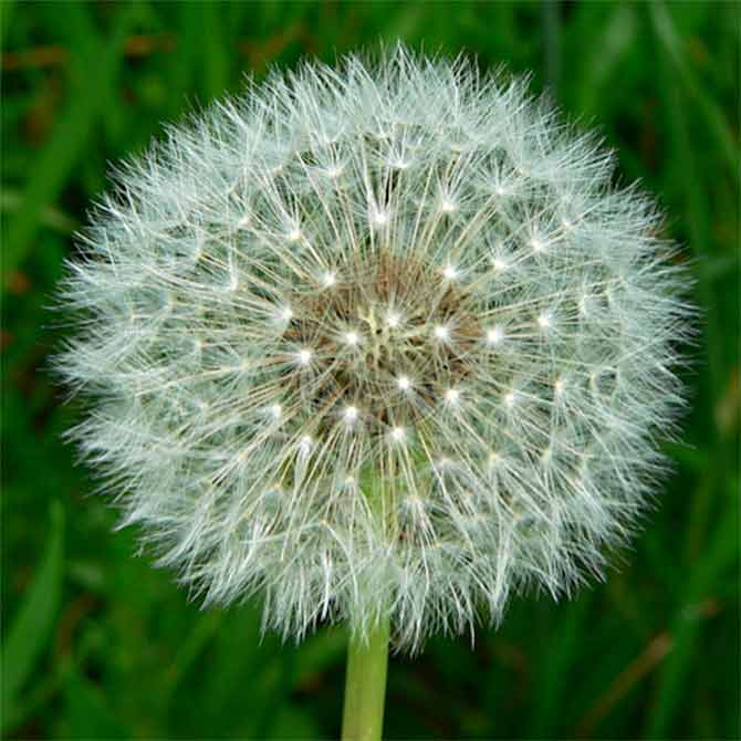 Dandelion