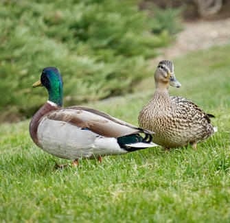 Typical Westmount Park Mallards