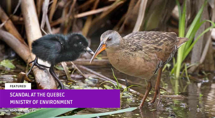 scandal at the Ministry of Environment