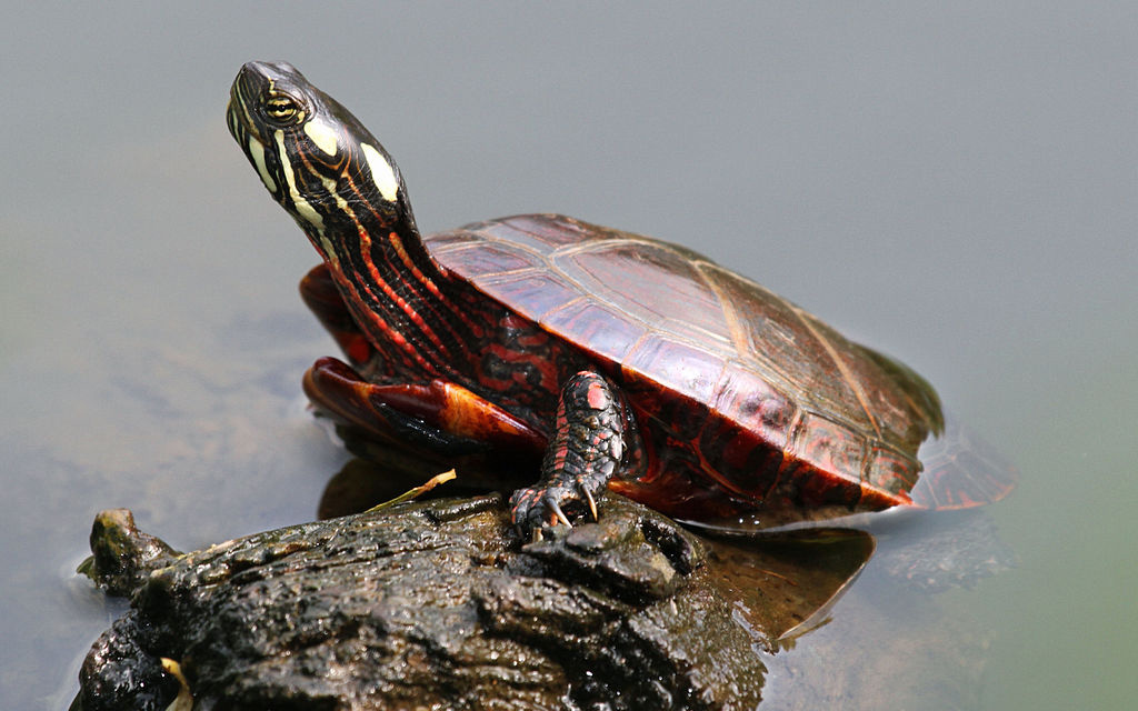 Eastern painted turtle