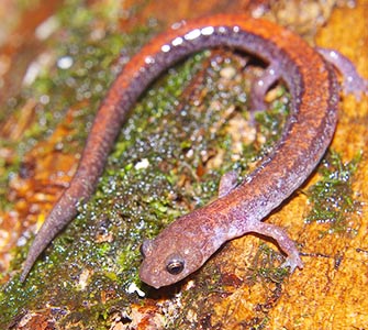 eastern red-backed salamander