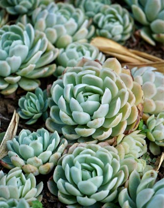 echeveria elegans