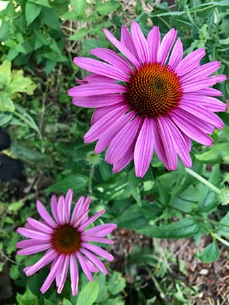Echinacea