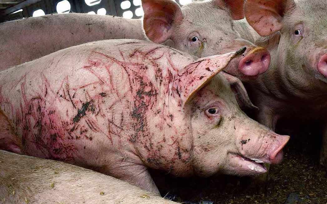 electric scars on pig - WestmountMag.ca