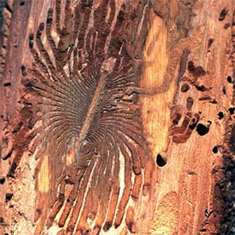 Elm bark beetle
