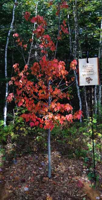 Maple tree at Plantation Arbre de Vie