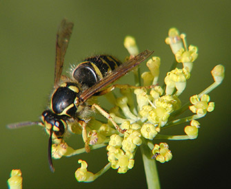 Guèpe_- image: Gilles Murray