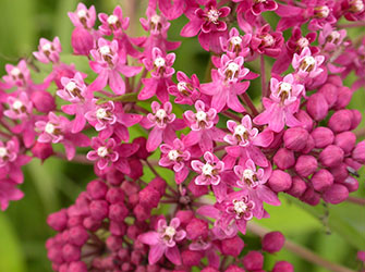 Asclepias incarnata - Image: Stéphane Bailleul