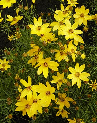 Coreopsis verticillata - Image: Gilles Murray