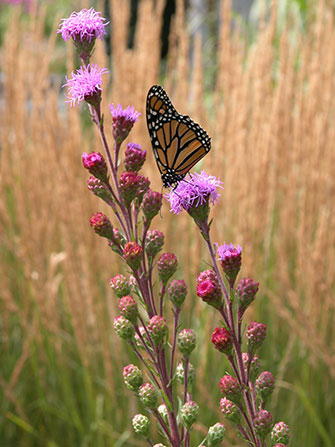Papillon monarque sur danaus plexippus - Image: Lise Servant
