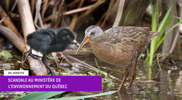 Scandale au ministère de l’environnement