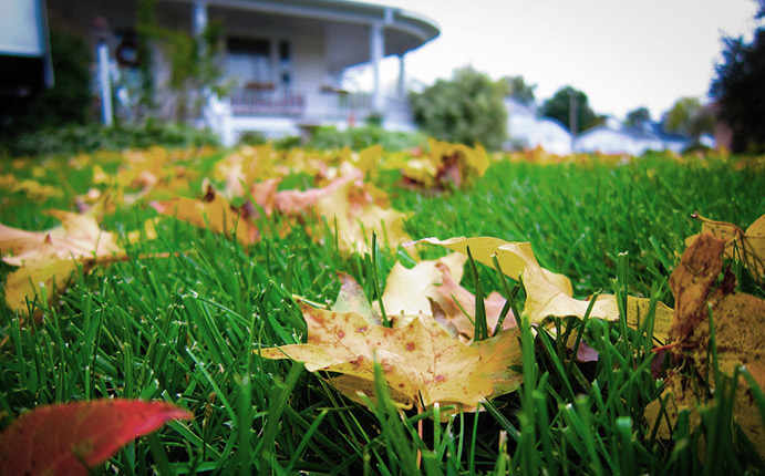 Leaves on lawn