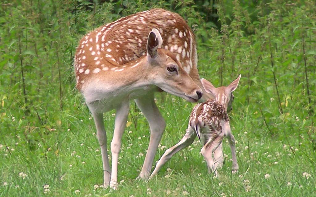 Fallow deer and fawn